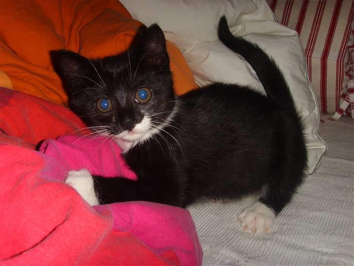 Huskat Sofie (L) - Sofie med sin dejlige dyne. :D 12 uger. billede 3