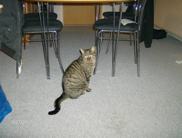 Huskat Max - " Jep, det ER mig der er kongen" billede 19