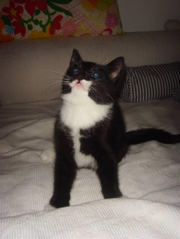 Huskat Sofie (L) - elskelige sofie billede 4