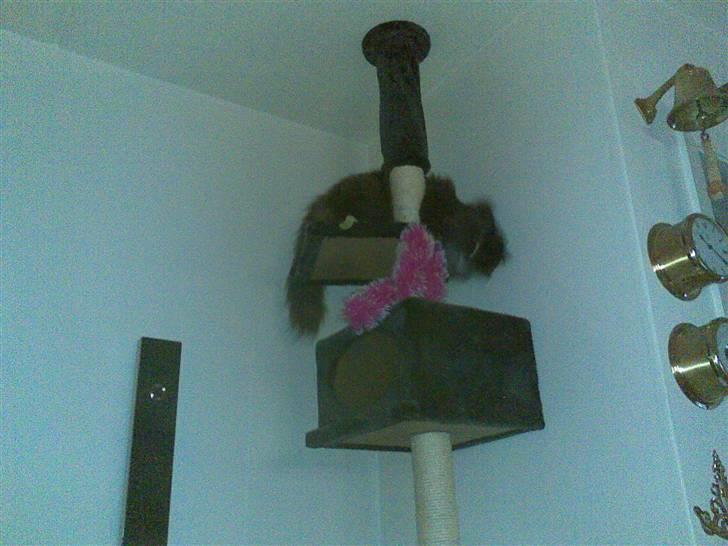 Norsk Skovkat Olfert billede 15