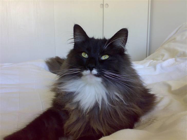 Norsk Skovkat Olfert billede 16