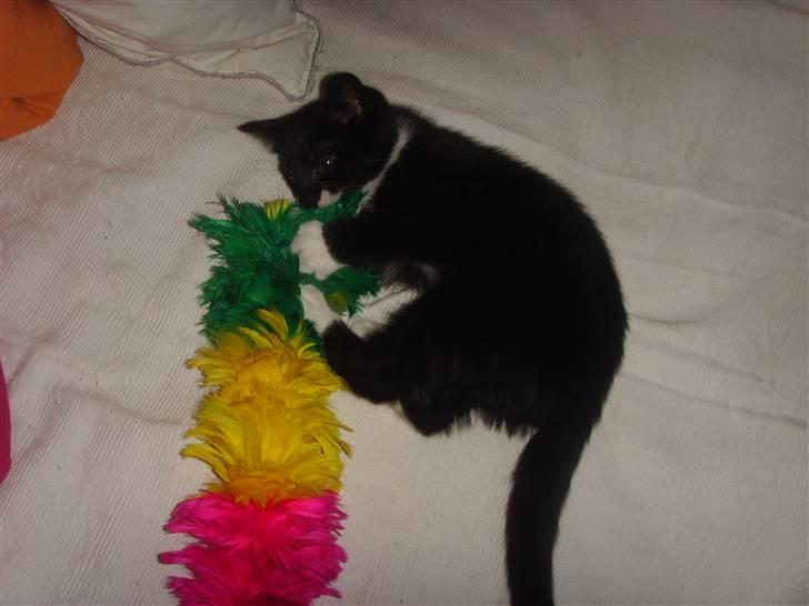 Huskat Sofie (L) - Sofie med feje kosten (drillepind) ;D billede 5