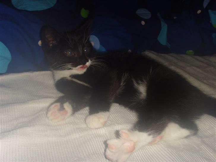 Huskat Sofie (L) - træt billede 6