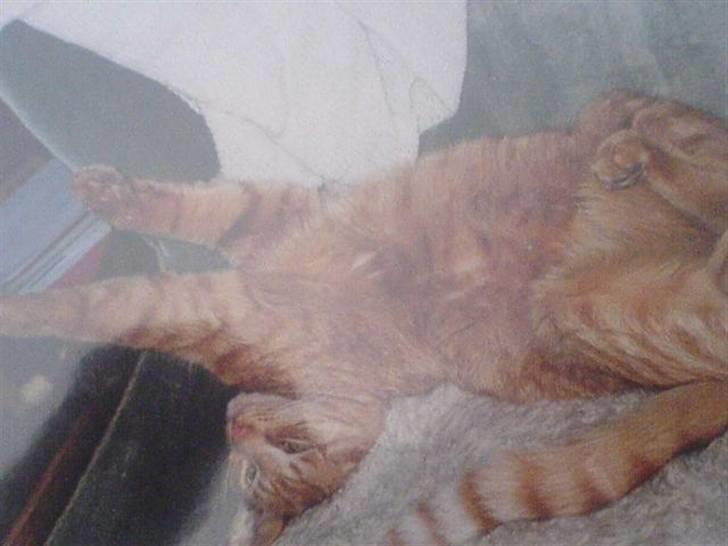 Blanding af racer Indy-  Himmelkat - Arrh <3  billede 17