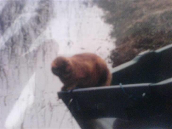 Blanding af racer Indy-  Himmelkat - Wee er der nogen fisk eller frøer der vil Lege :p<3 ?  billede 18