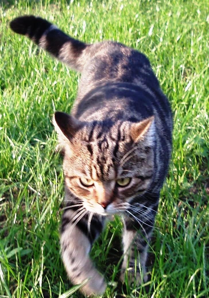 British Shorthair Archibald - Er der lidt tiger over ham? billede 9