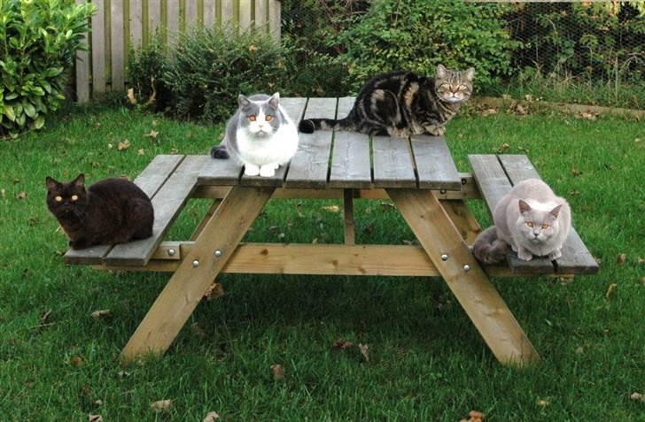 British Shorthair Archibald - I haven billede 10