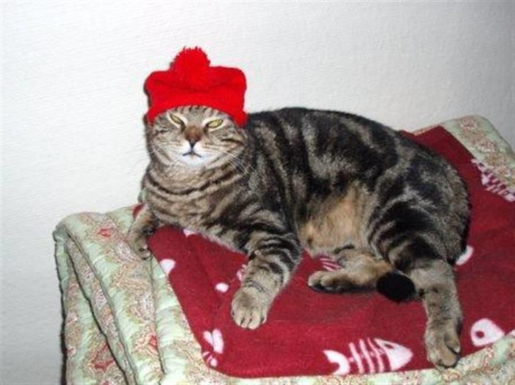 British Shorthair Archibald - Archibald i julehumør :) billede 11