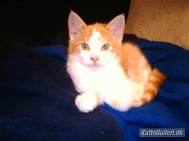 Huskat Balder - sofahygge billede 1