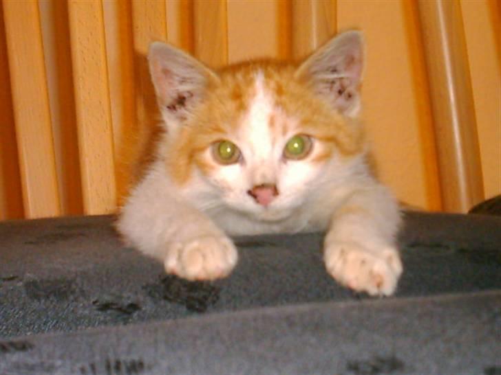 Huskat Balder - Mærkelig stilling at ligge i billede 2