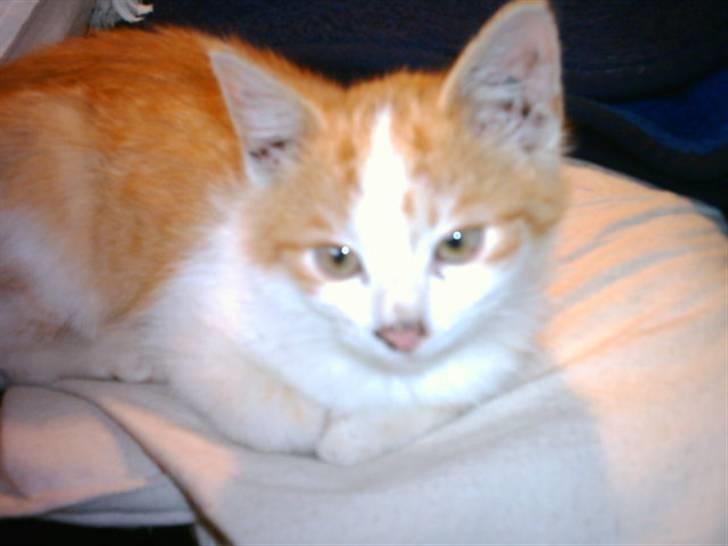 Huskat Balder - Hviler sig lidt mere billede 3