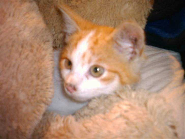 Huskat Balder - Balder blev født kun som hoved, kroppen er heldigvis vokset ud. billede 4