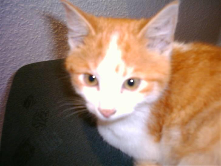 Huskat Balder billede 5