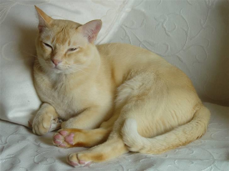 Burmeser Bintang Ma Gi Merlin billede 1