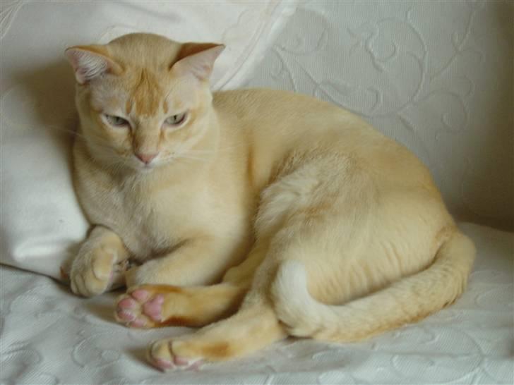 Burmeser Bintang Ma Gi Merlin billede 2