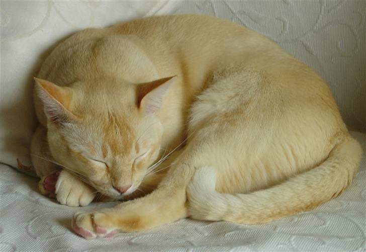 Burmeser Bintang Ma Gi Merlin billede 3