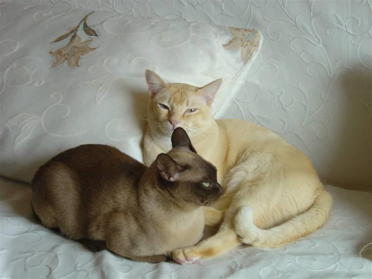 Burmeser Bintang Ma Gi Merlin billede 4