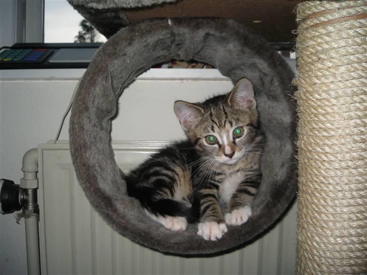 Huskat Gizmo billede 1