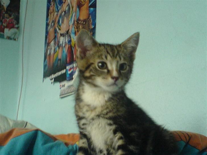 Huskat Gizmo billede 2