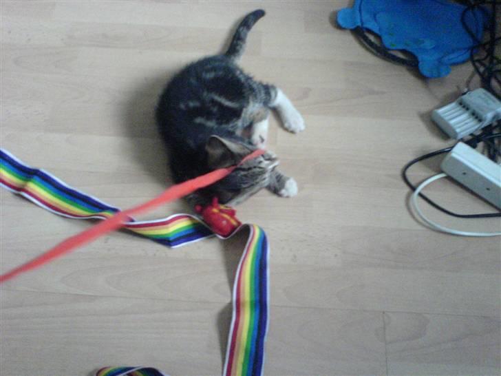 Huskat Gizmo billede 3