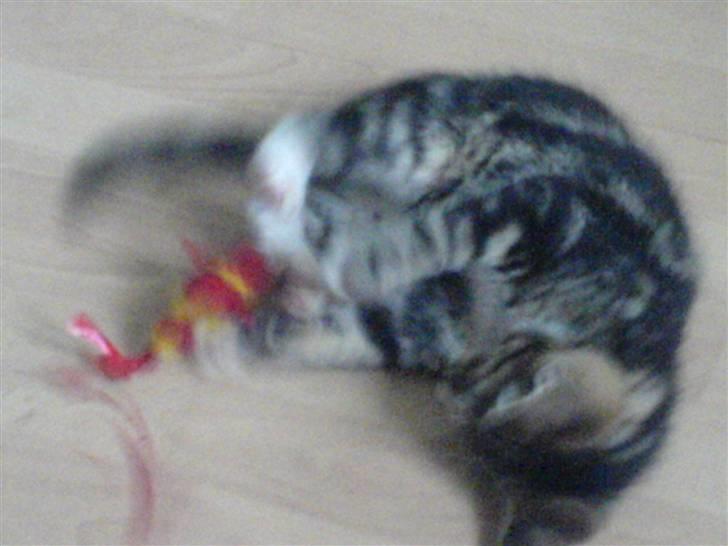 Huskat Gizmo billede 4