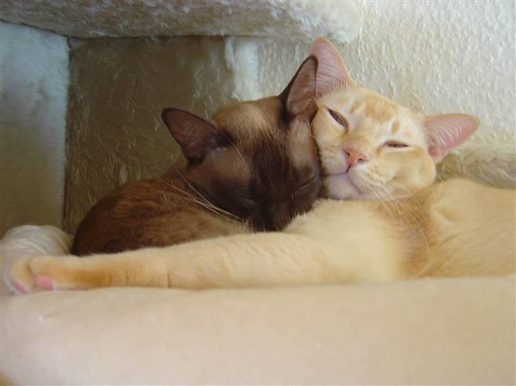 Burmeser Bintang Ma Gi Merlin billede 5