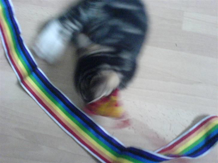 Huskat Gizmo billede 5