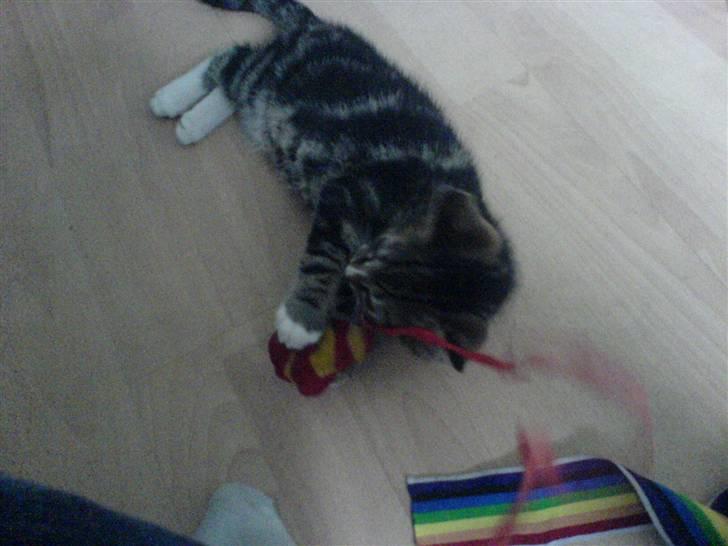 Huskat Gizmo billede 6