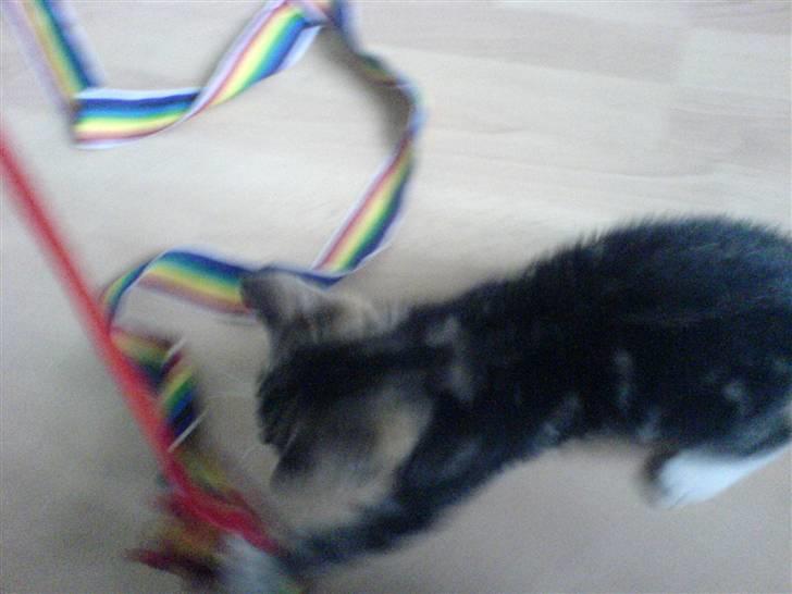 Huskat Gizmo billede 7