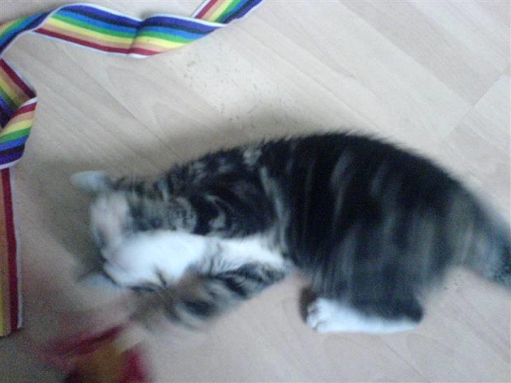 Huskat Gizmo billede 8