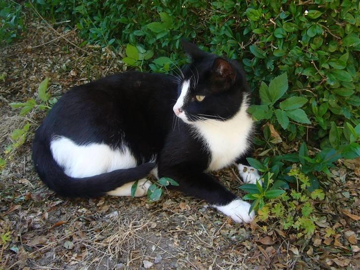 Huskat Nybo's Chap * R.I.P * - Han er så flot<3 billede 1