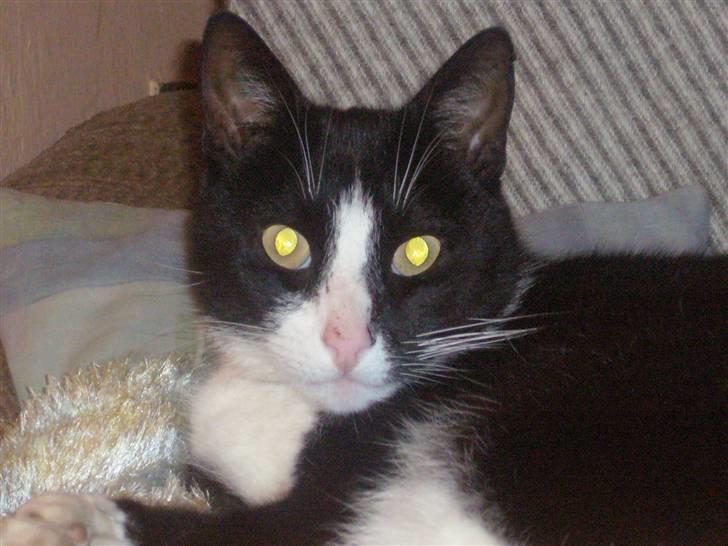 Huskat Nybo's Chap * R.I.P * - Tjapper-mand<33 billede 2