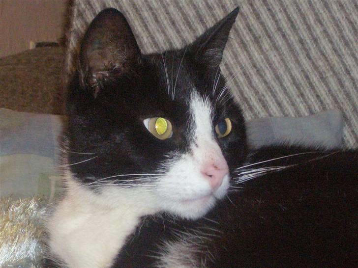 Huskat Nybo's Chap * R.I.P * - Miin<3 billede 3