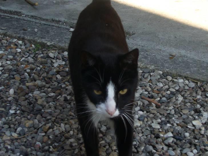 Huskat Nybo's Chap * R.I.P * - Elsket<33 billede 4