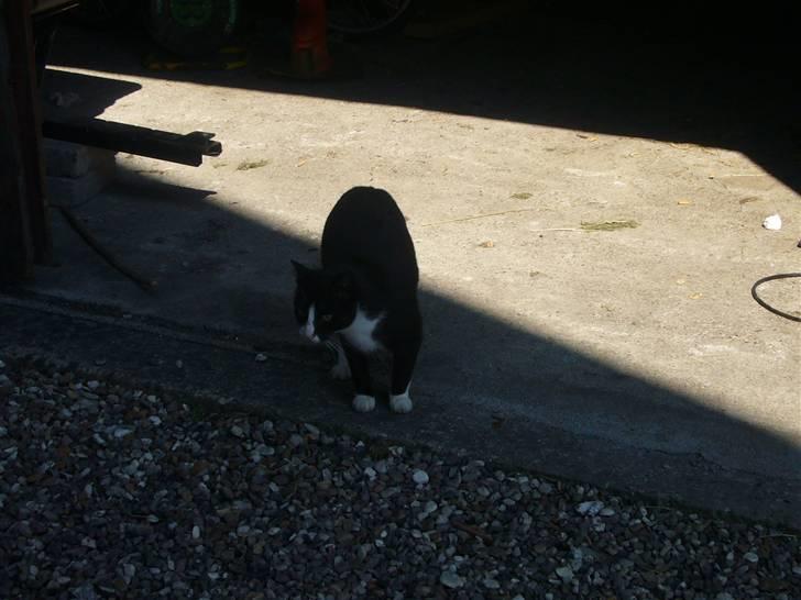 Huskat Nybo's Chap * R.I.P * - Dav min dreng<33 billede 5