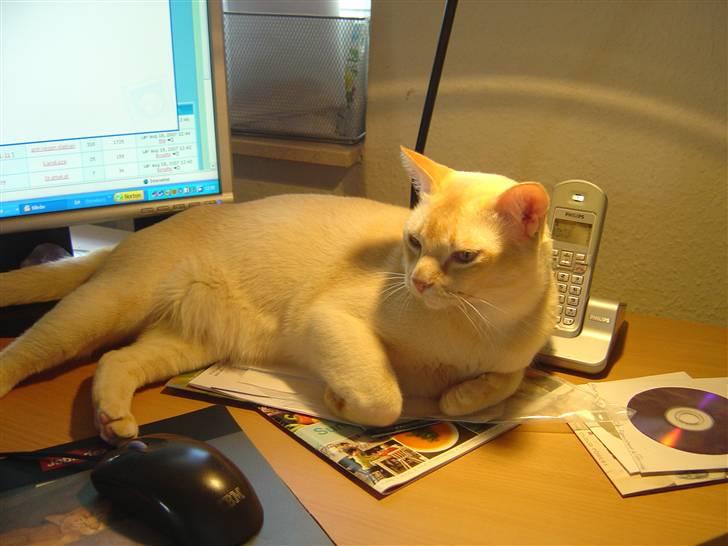 Burmeser Bintang Ma Gi Merlin billede 6