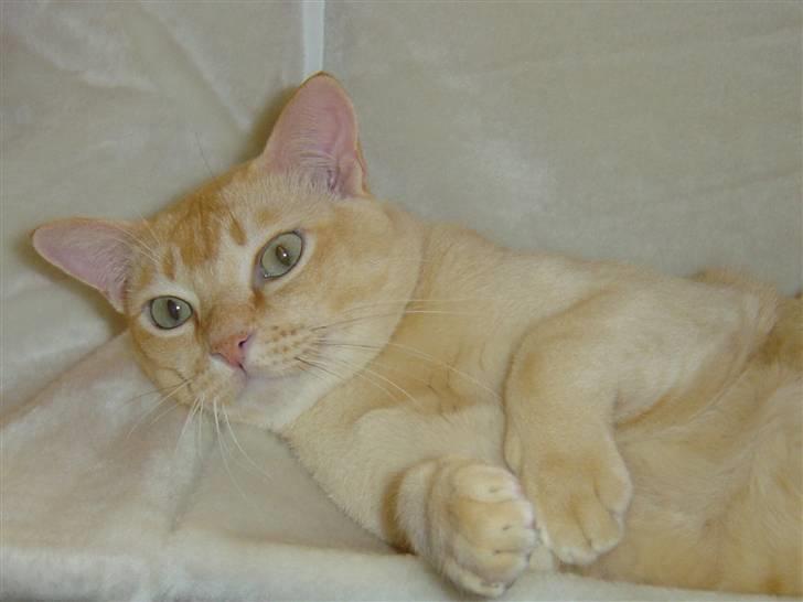 Burmeser Bintang Ma Gi Merlin billede 7