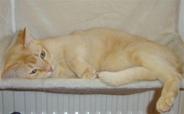 Burmeser Bintang Ma Gi Merlin billede 8