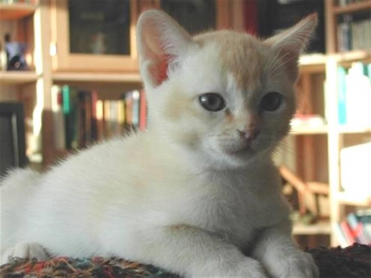 Burmeser Bintang Ma Gi Merlin billede 9