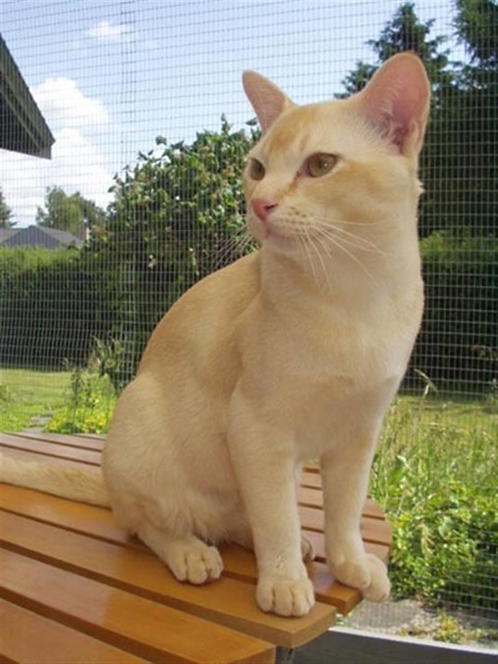 Burmeser Bintang Ma Gi Merlin billede 10