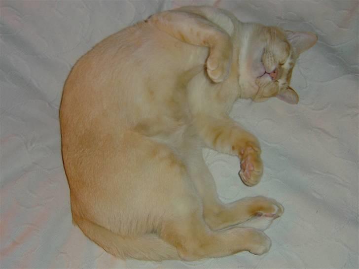 Burmeser Bintang Ma Gi Merlin billede 11