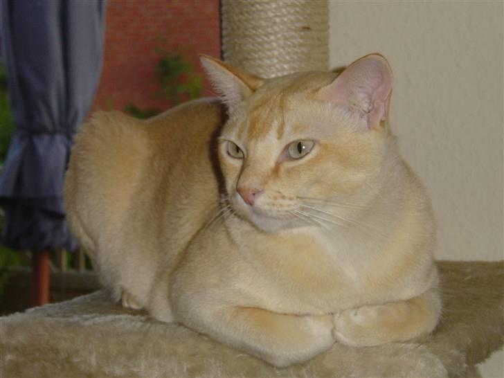 Burmeser Bintang Ma Gi Merlin billede 12