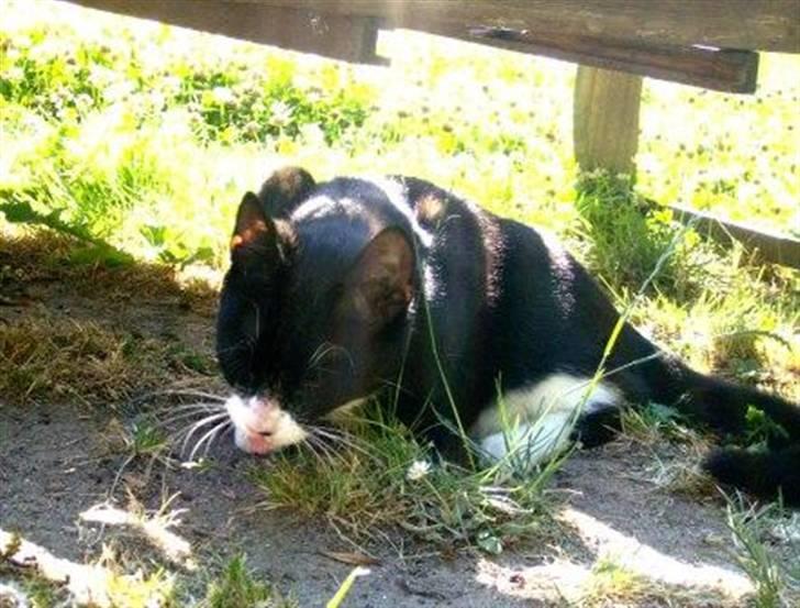 Huskat Giffie - puuh, ad... baaadd!!! græs smager A H til! d: billede 19