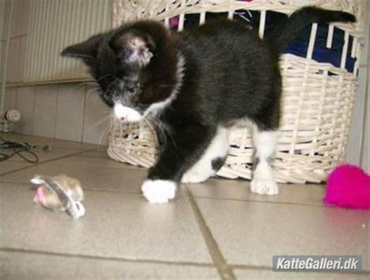 Huskat Giffie - Giffie - alles yndlings! billede 20