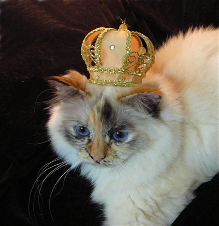 Hellig Birma Ida billede 15