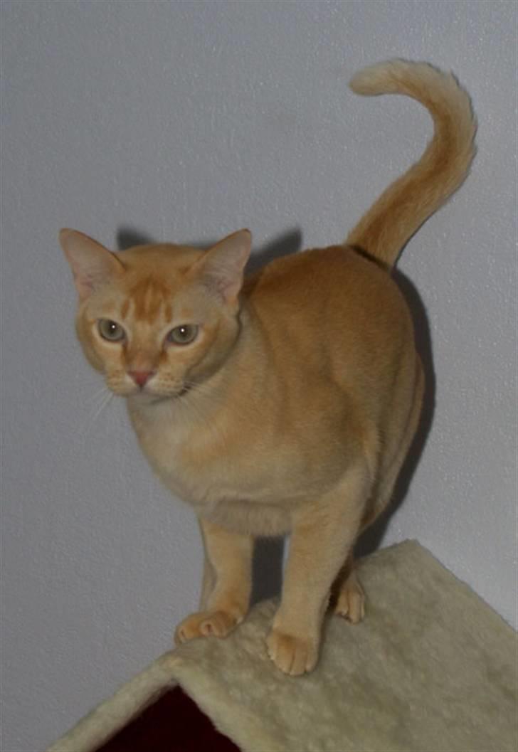 Burmeser Bintang Ma Gi Merlin billede 13