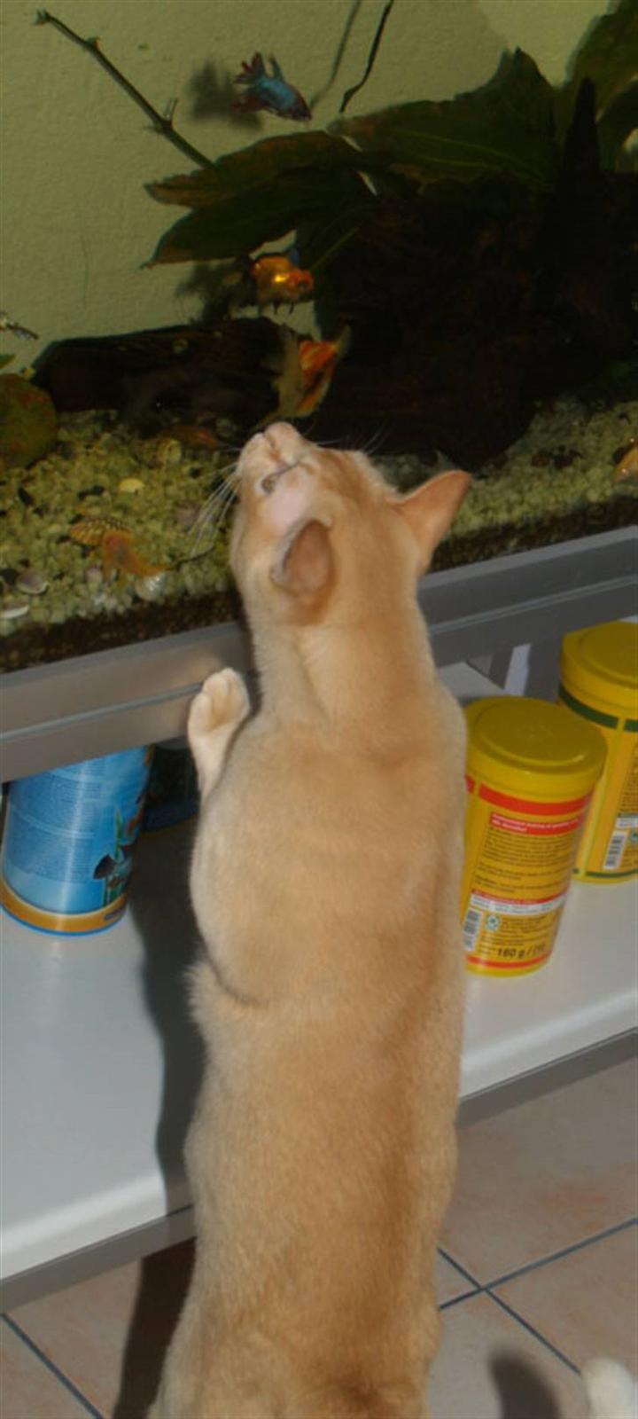 Burmeser Bintang Ma Gi Merlin billede 14