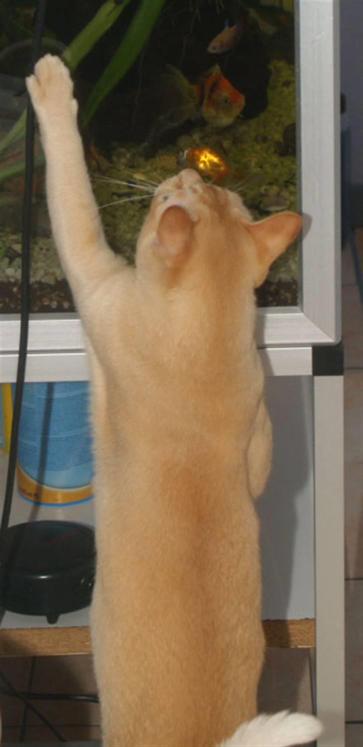 Burmeser Bintang Ma Gi Merlin billede 15