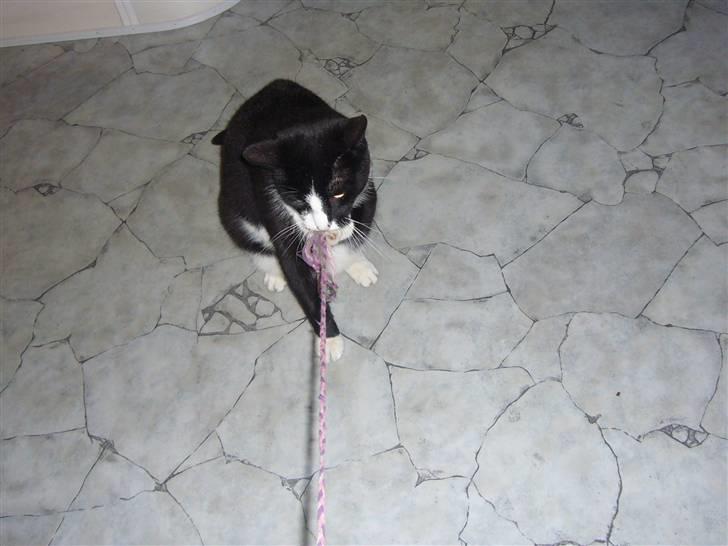 Huskat Nybo's Chap * R.I.P * - Han leger lige med en . hihi billede 6