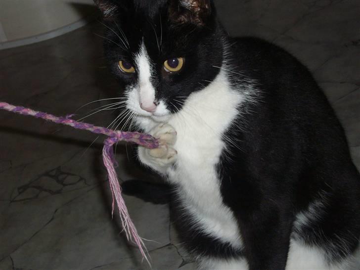 Huskat Nybo's Chap * R.I.P * - Hans snor. hihi billede 7